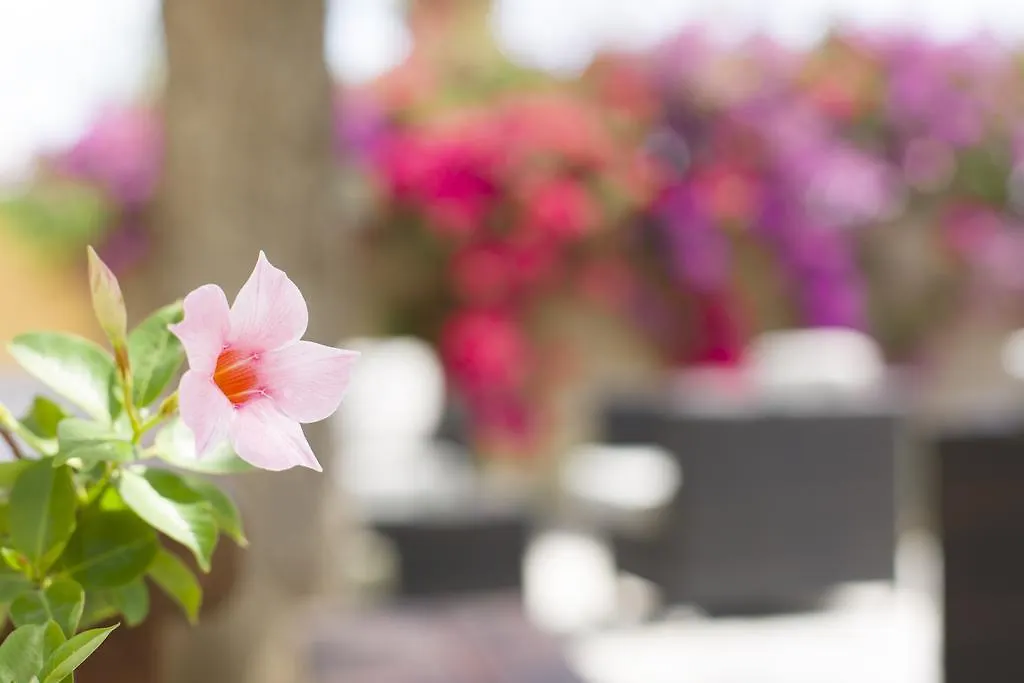 Las Mariposas Club Hotel Sant Rafel de sa Creu 0*,  Spagna